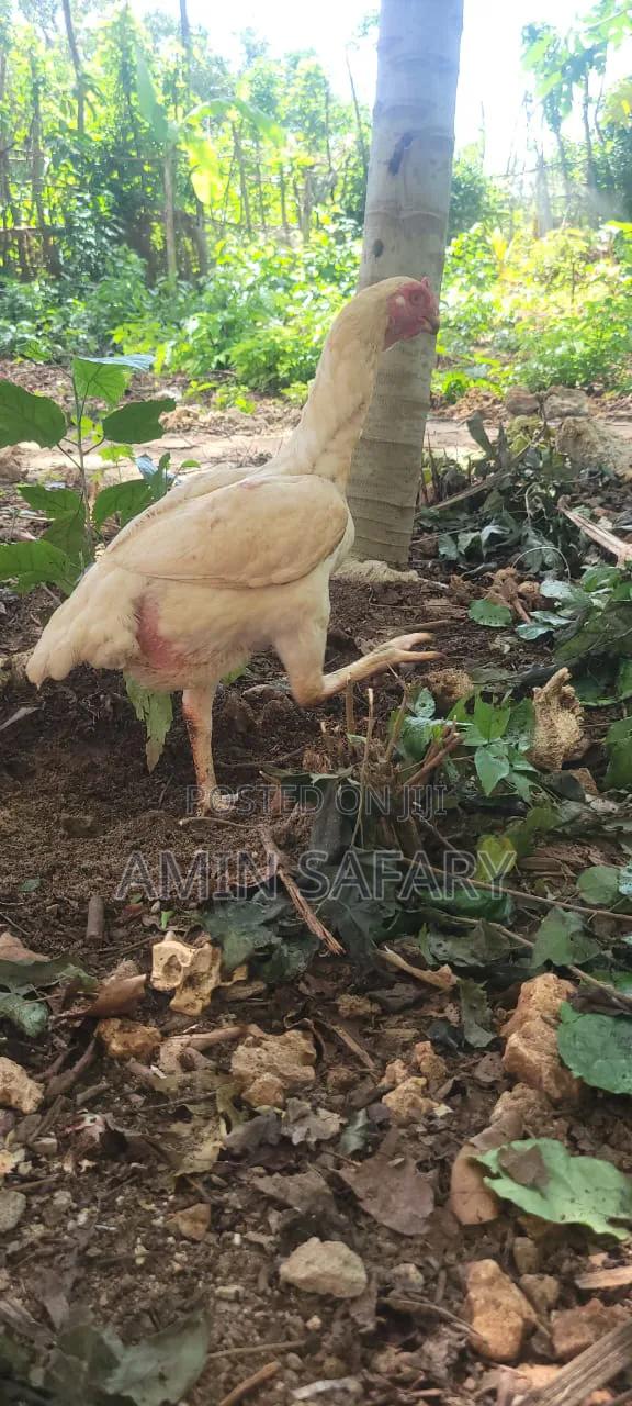 Kuchi Chicken From Zanzibar - thumbnail 2