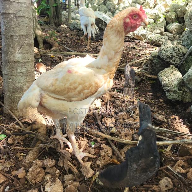 Kuchi Chicken From Zanzibar - thumbnail 3