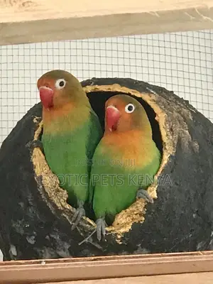 Fischer Red and Green Lovebirds