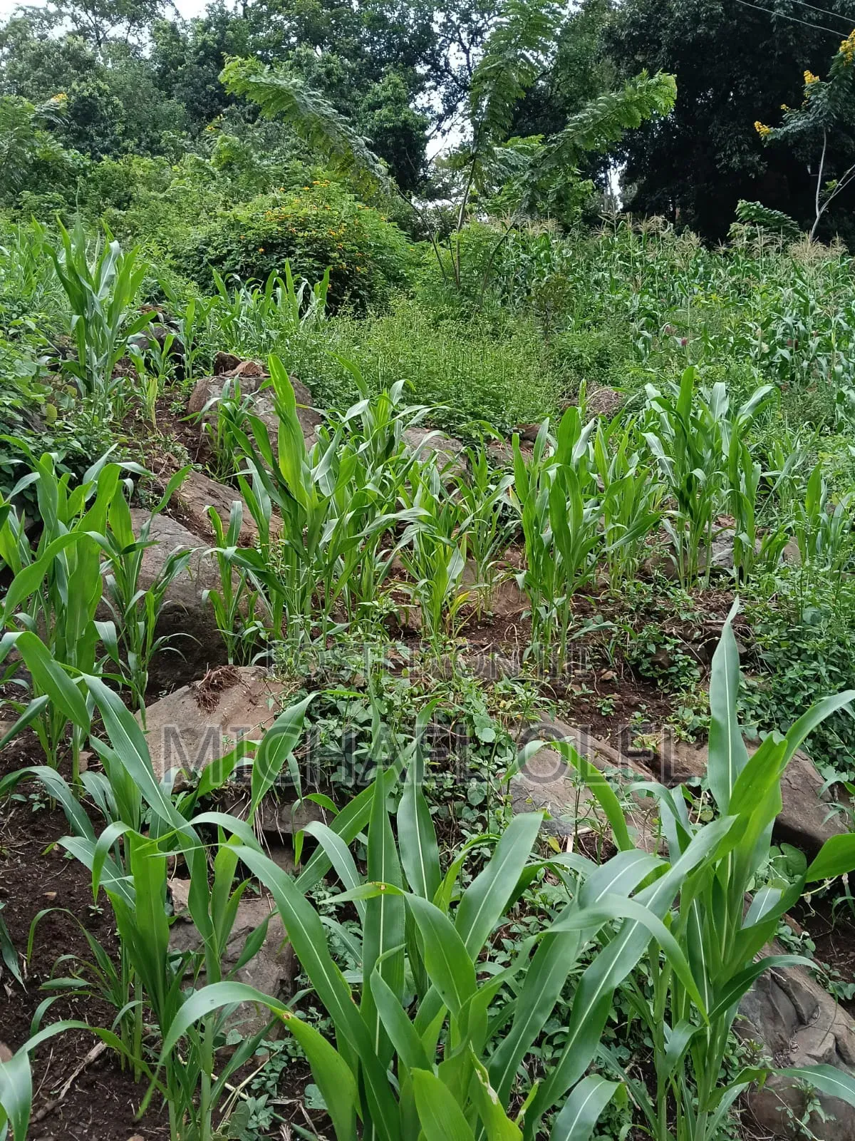 Commercial Plot for Sale!