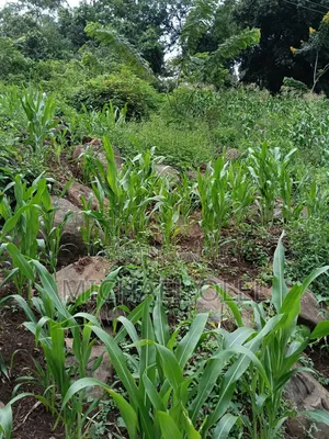 Commercial Plot for Sale!