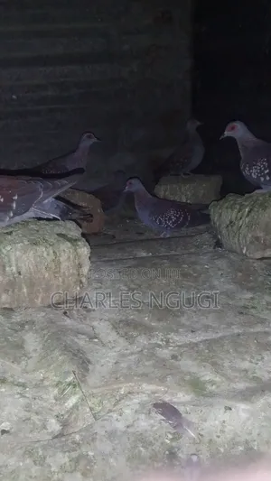 Rockpigeon