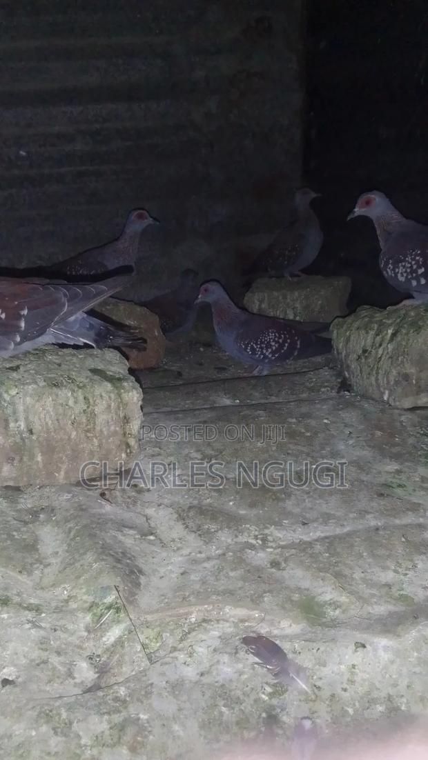 Rockpigeon