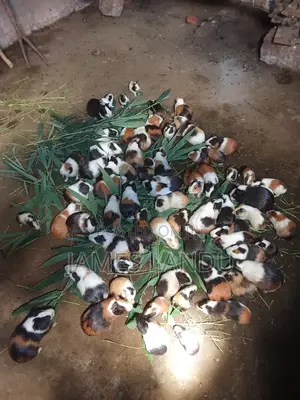 Guinea Pigs on Sale