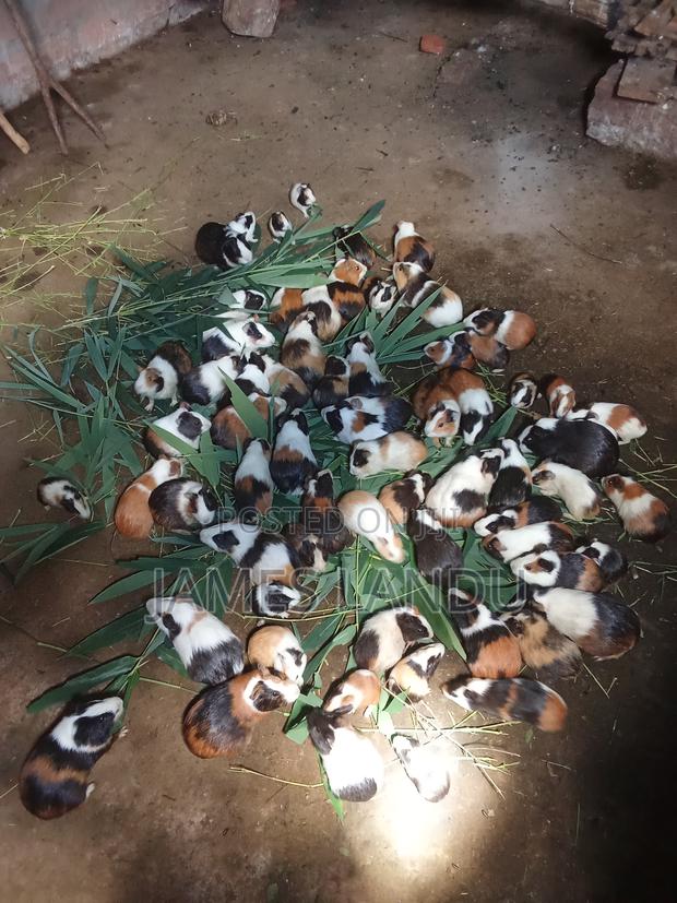 Guinea Pigs on Sale