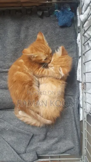 1-3 months Male Purebred Tabby