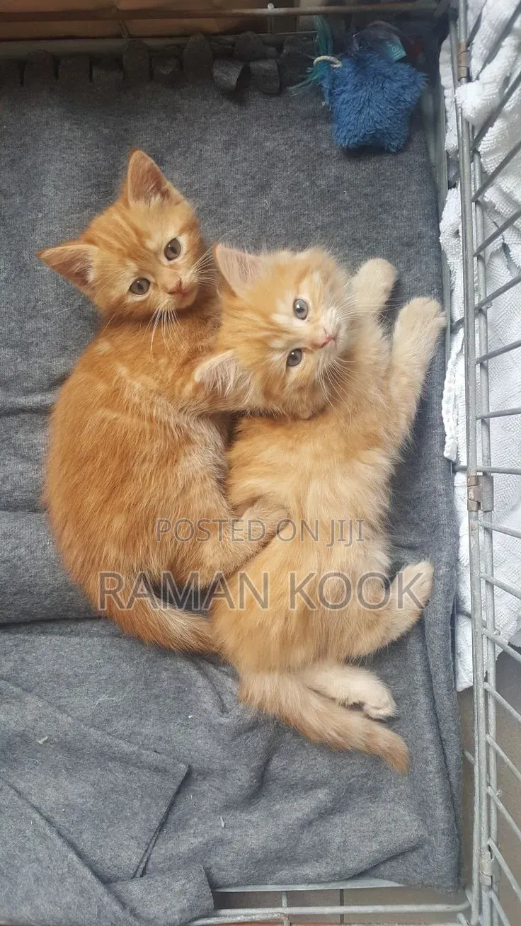 1-3 months Male Purebred Tabby