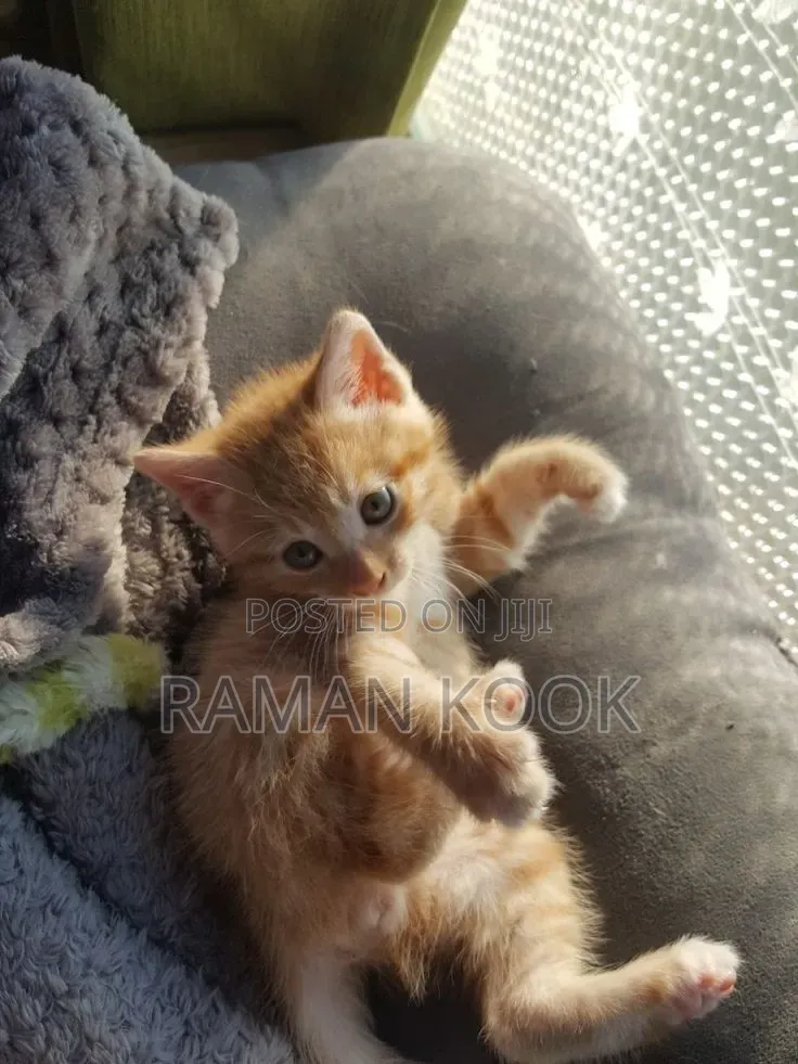1-3 months Male Purebred Tabby