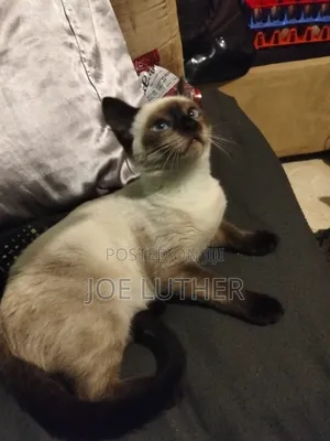 1-3 months Female Mixed Breed Siamese