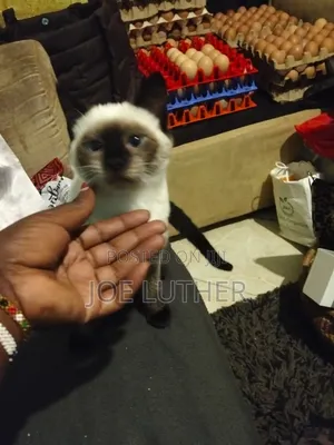 1-3 months Female Mixed Breed Siamese