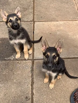3-6 months Male Purebred German Shepherd