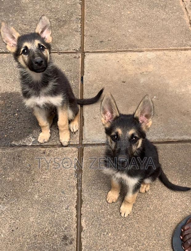 3-6 months Male Purebred German Shepherd