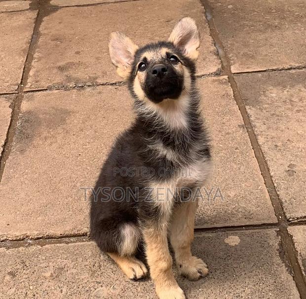 3-6 months Male Purebred German Shepherd - thumbnail 2