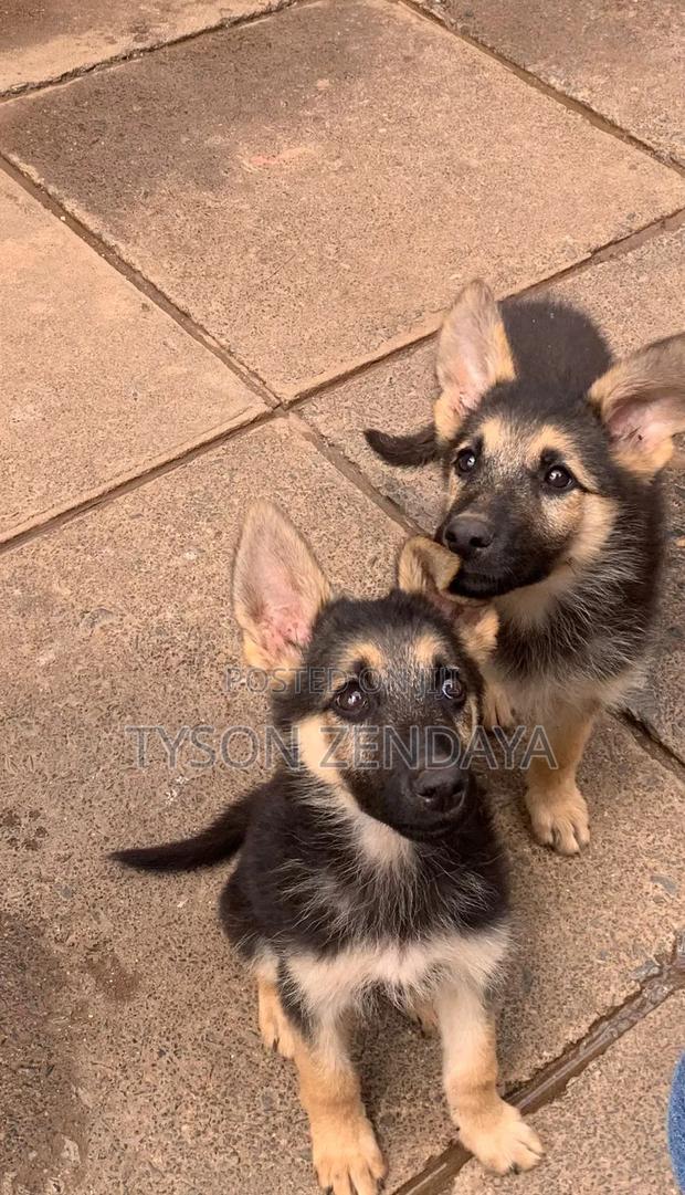 3-6 months Male Purebred German Shepherd - thumbnail 3