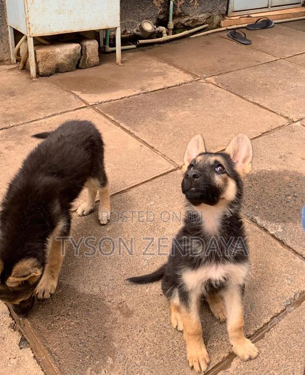 3-6 months Male Purebred German Shepherd - thumbnail 4