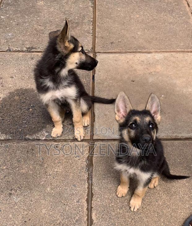 3-6 months Male Purebred German Shepherd - thumbnail 5