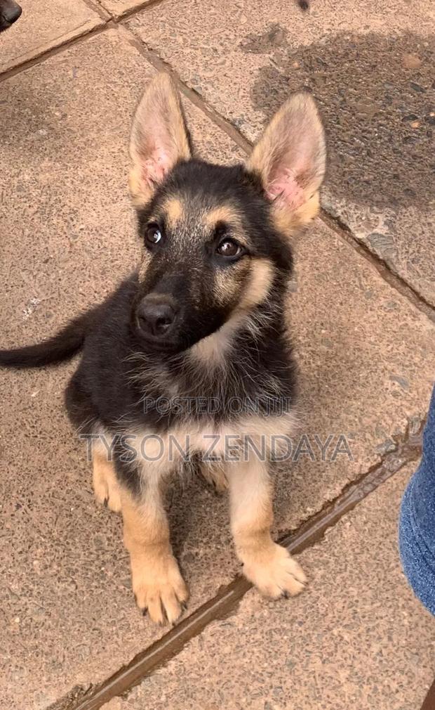 3-6 months Male Purebred German Shepherd - thumbnail 6