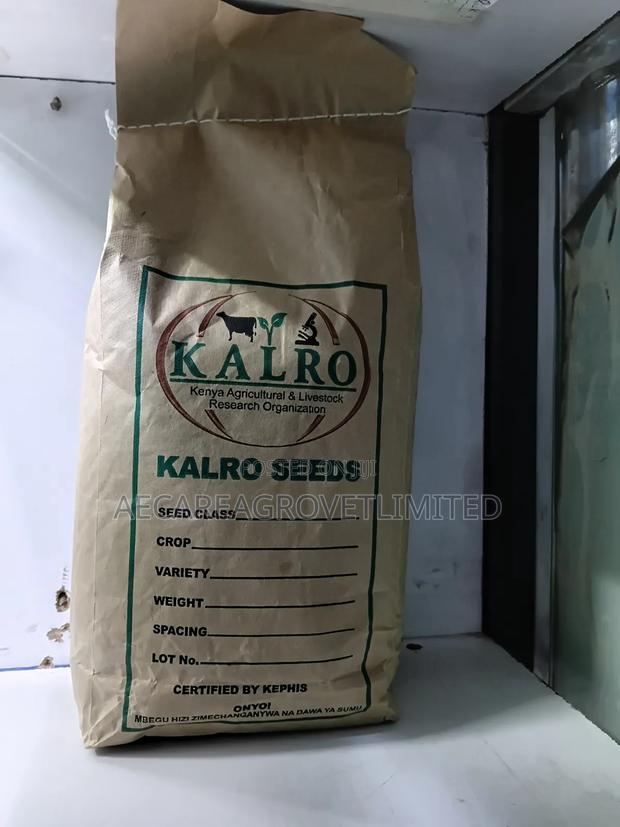 Yellow Beans Seeds 2kgs - thumbnail 4