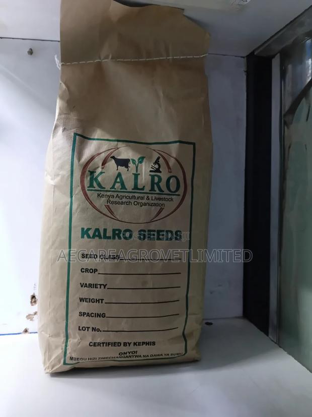 Yellow Beans Seeds 2kgs - thumbnail 5