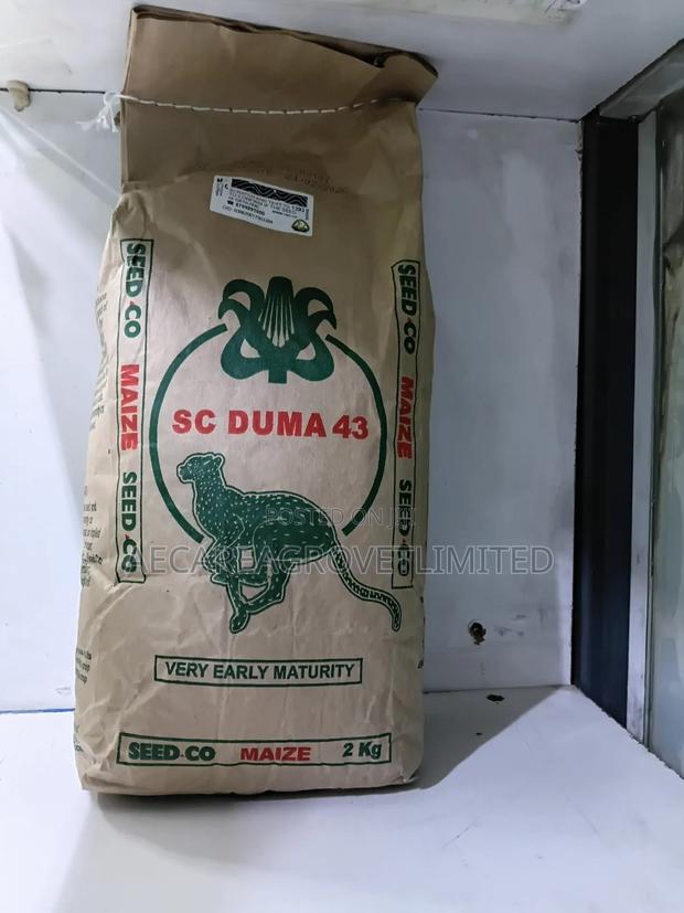 Maize Seeds Sc Duma 43. 2kgs Early Mayuring - thumbnail 2