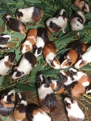 American Guinea Pigs on Sale