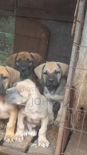 1-3 months Female Purebred Boerboel