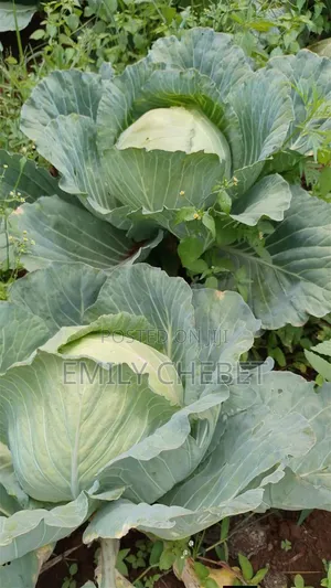 Gloria F1 Cabbages