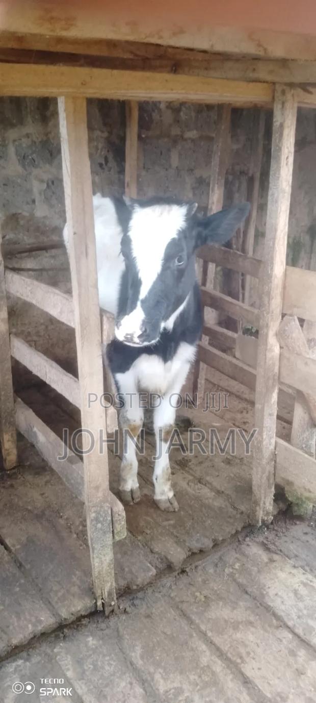 Heifer- 1year Plus Old - thumbnail 2