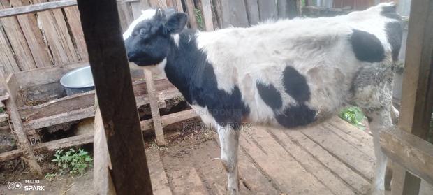 Heifer- 1year Plus Old - thumbnail 3