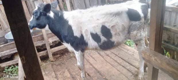 Heifer- 1year Plus Old - thumbnail 4