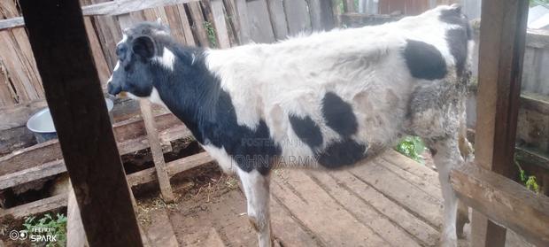 Heifer- 1year Plus Old - thumbnail 5