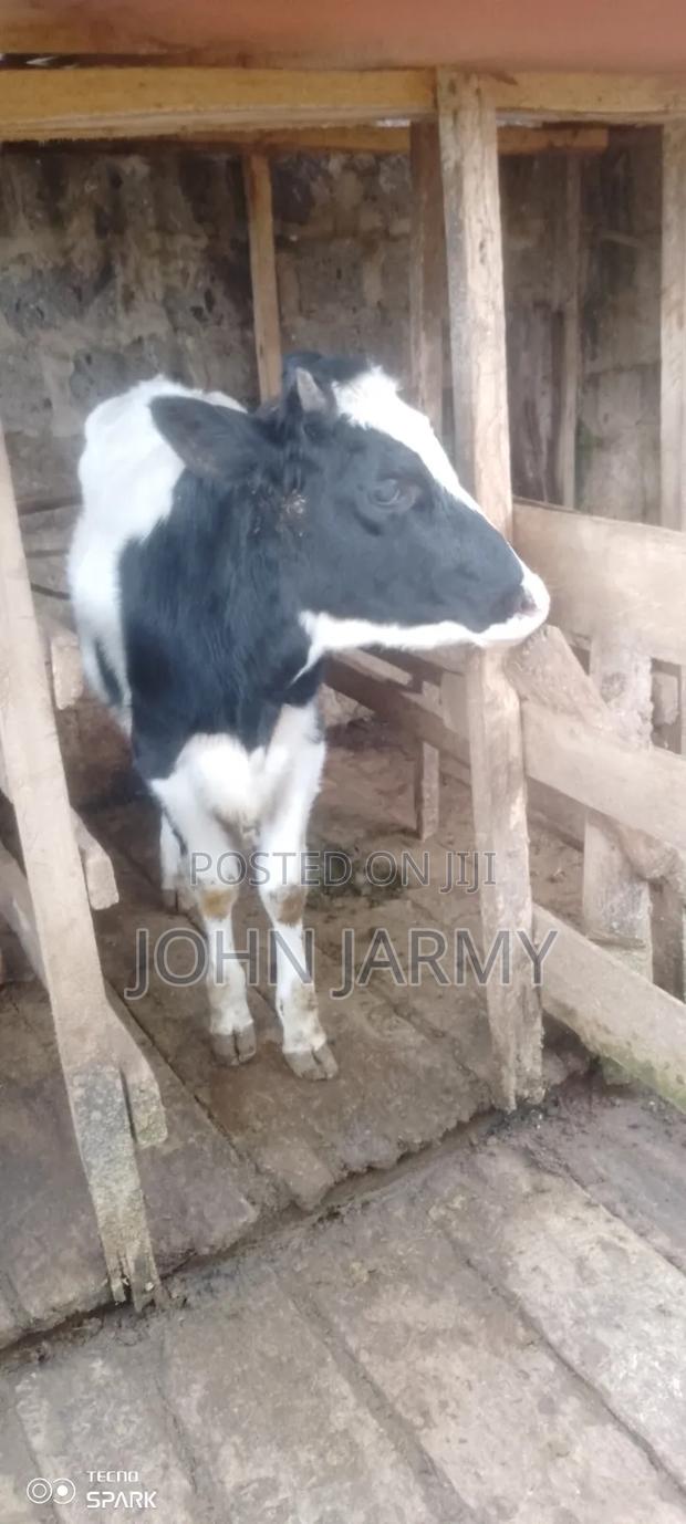 Heifer- 1year Plus Old - thumbnail 7