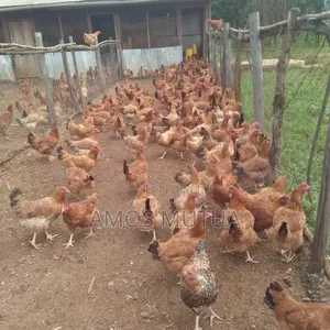 Best and Delicious Quality