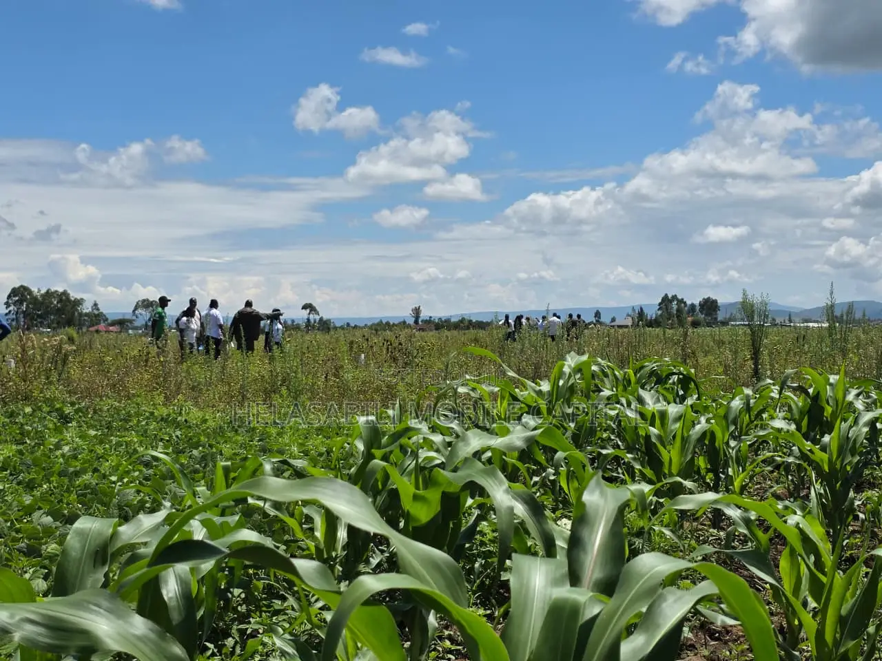 Project Oldubei Nakuru