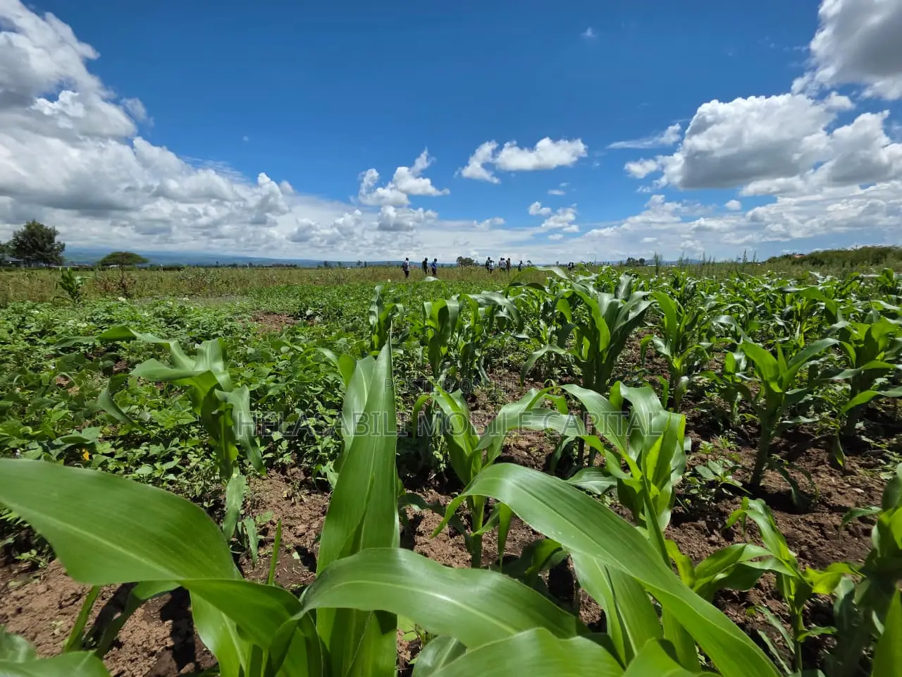 Project Oldubei Nakuru