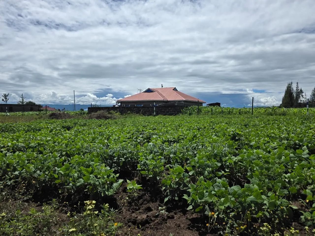 Project Mang'u