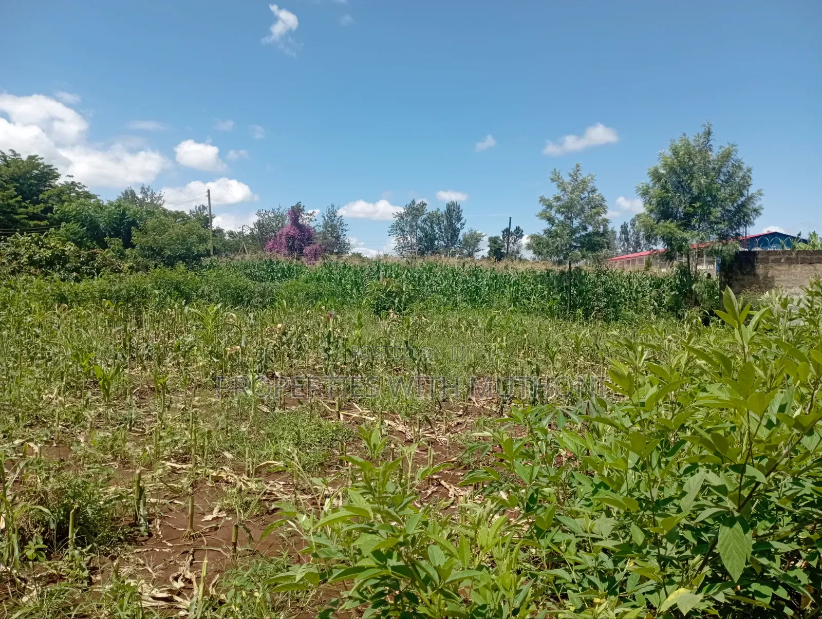 1/4 Acre of Land for Sale in Kiaga