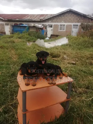 1-3 months Male Purebred Rottweiler