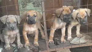 1-3 months Male Purebred Boerboel