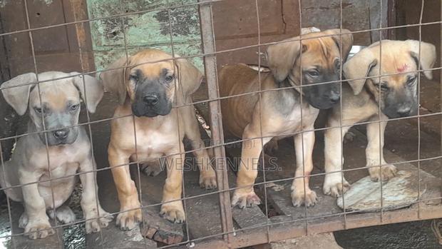 1-3 months Male Purebred Boerboel