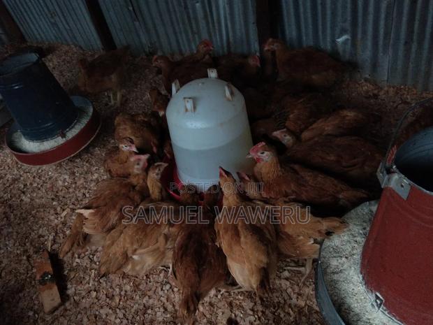 Chicken Kienyeji Improved