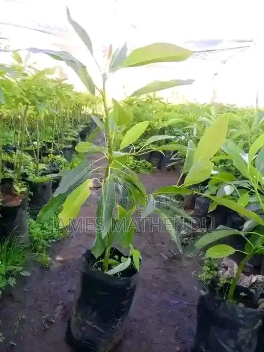 Agriculture - thumbnail 2