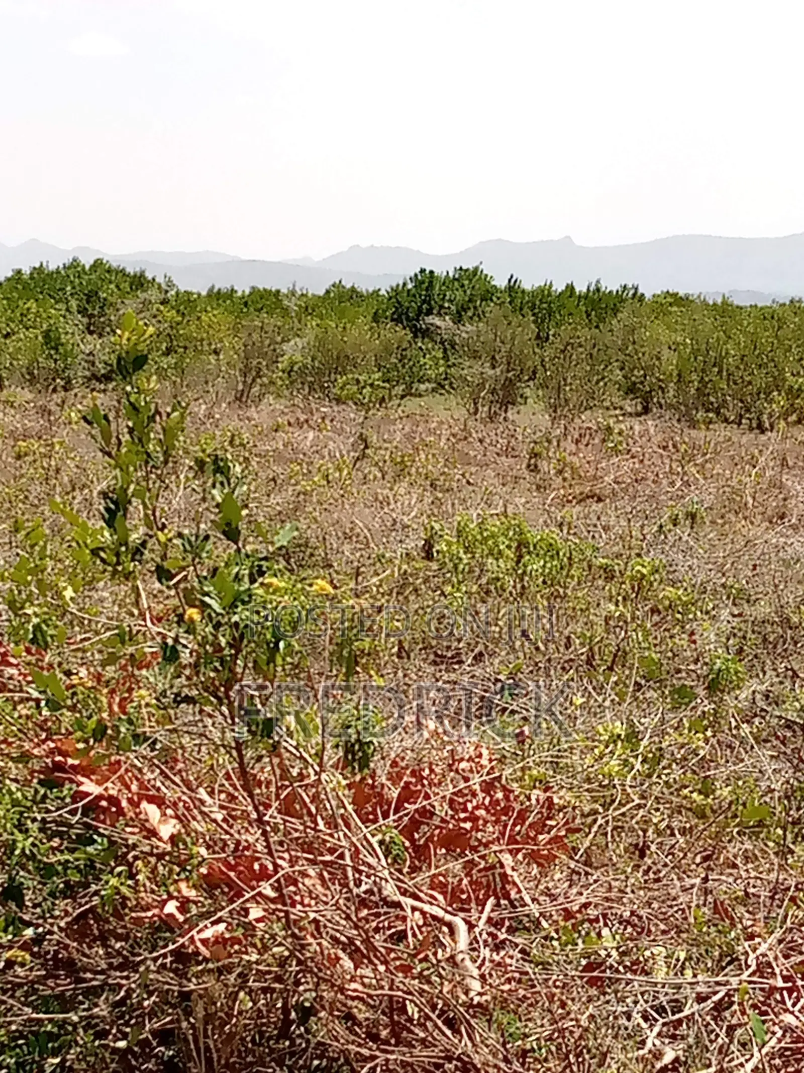 Daiga Gardens 1 Nanyuki