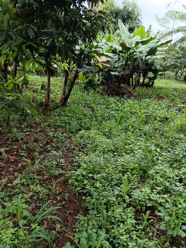 Banana Karuri Land - thumbnail 4