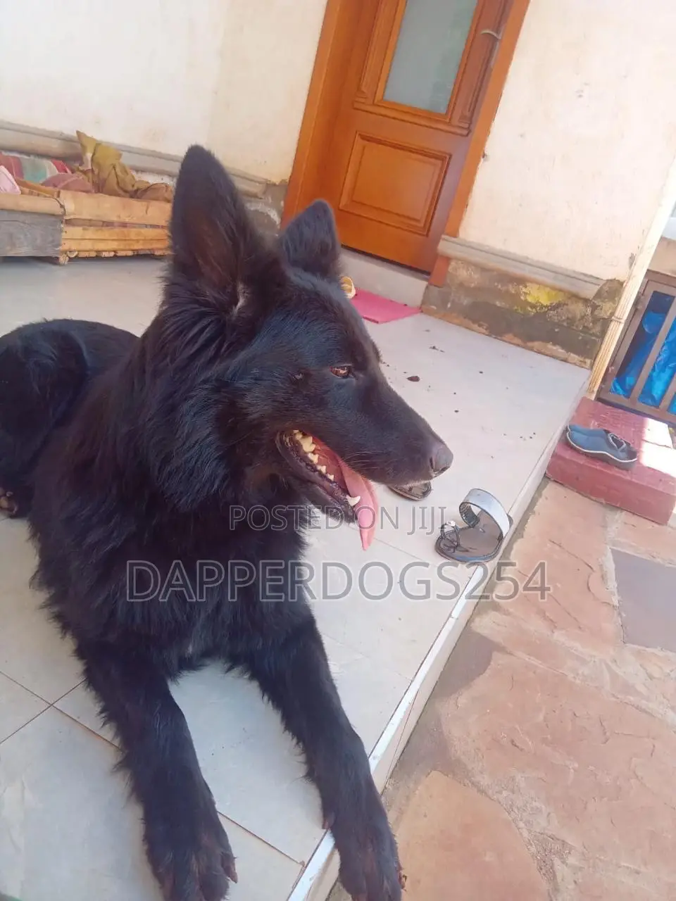 1-3 months Male Purebred German Shepherd