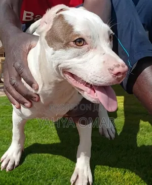 3-6 months Female Purebred American Pit Bull Terrier
