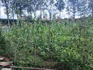 100x100 Plot
