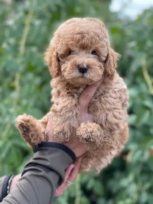 1-3 months Female Purebred Poodle