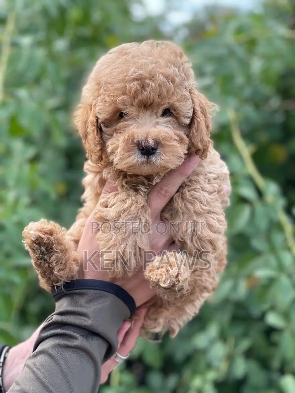 1-3 months Female Purebred Poodle