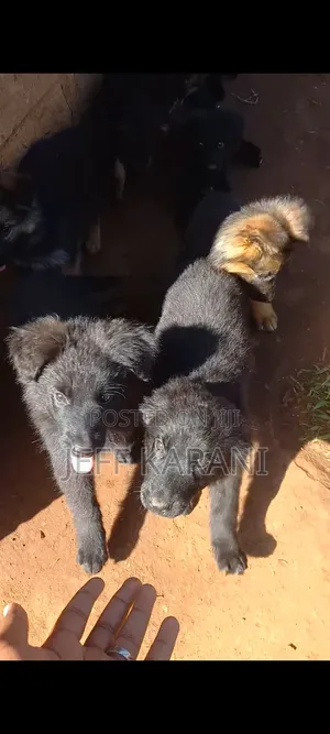 3-6 months Male Purebred German Shepherd